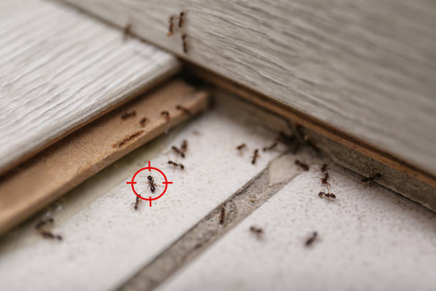 Best Termite Control Services  in Litchfield, MN
